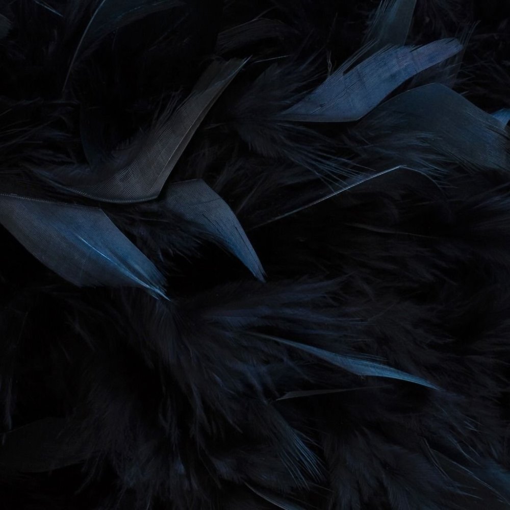 Черные перья ворона