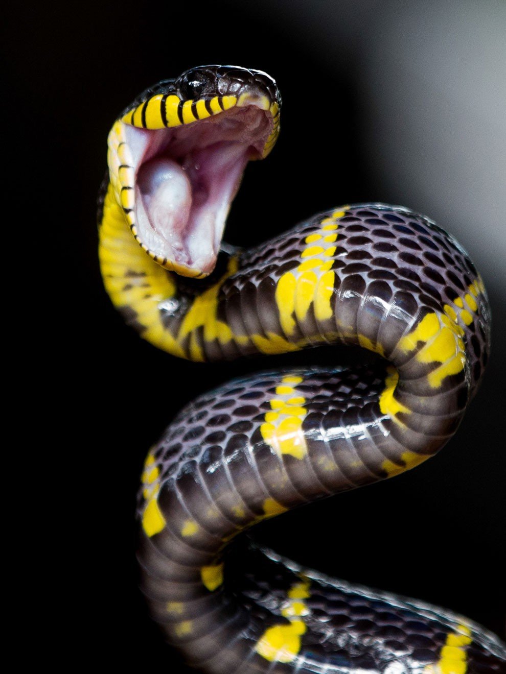 Черно желтая змея обвилась