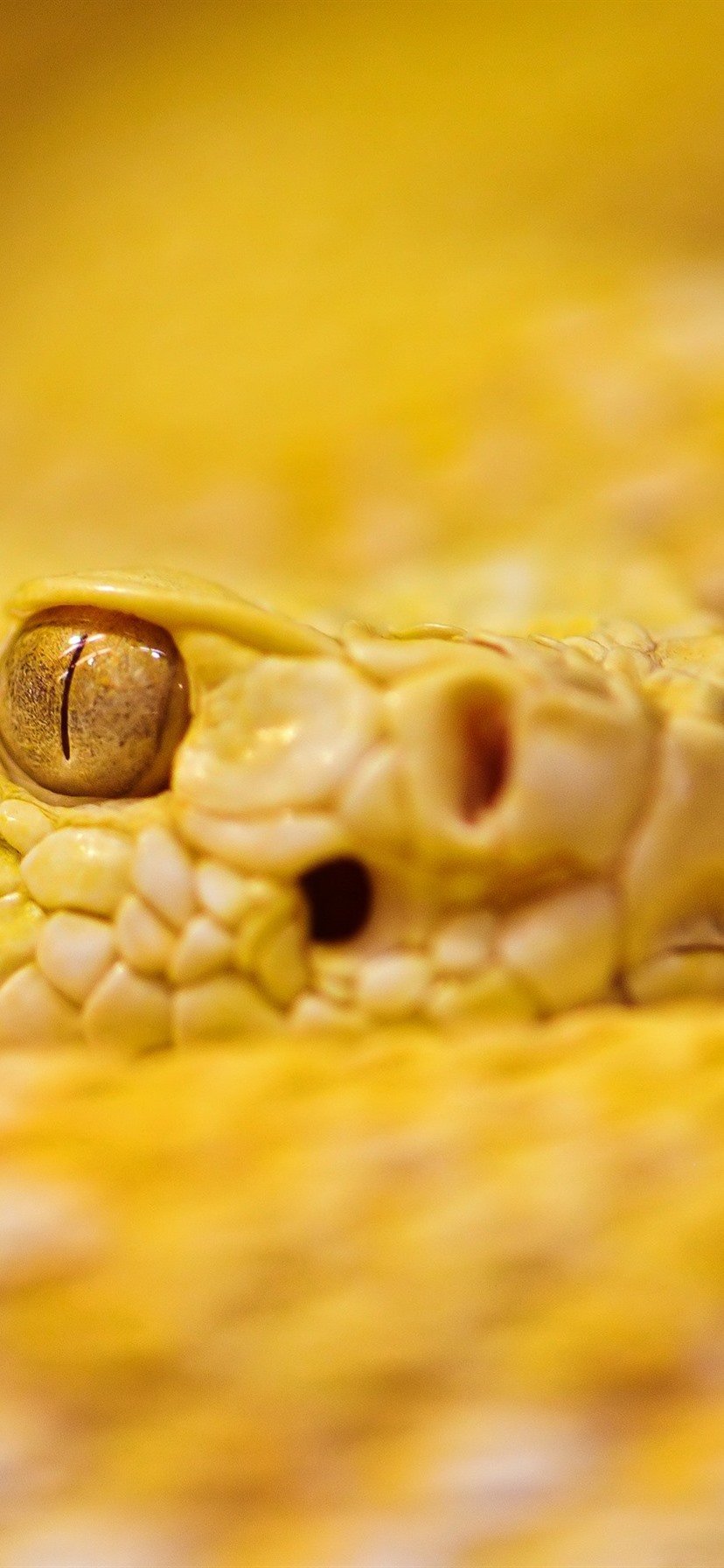 Жёлто-зелёная куфия