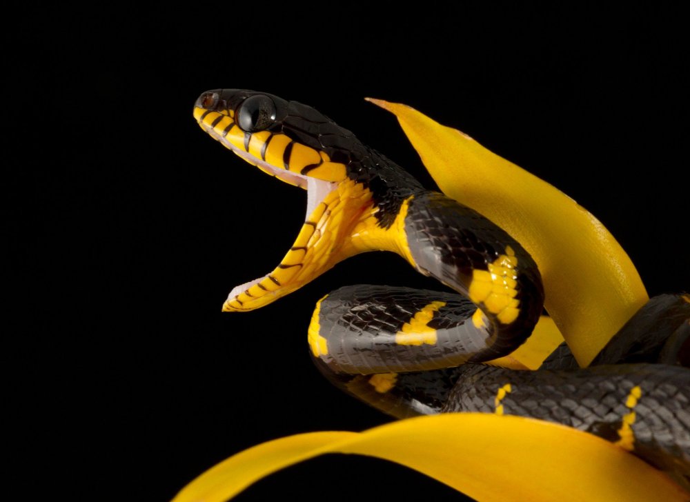 Мангровая бойга