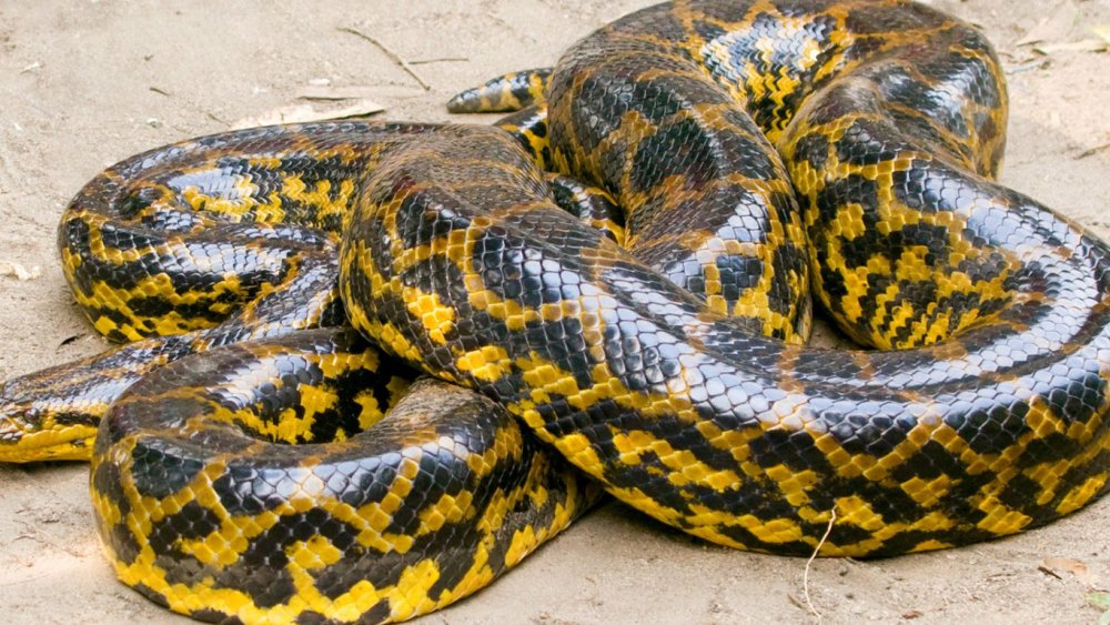 Патагонский фиолетовый питон