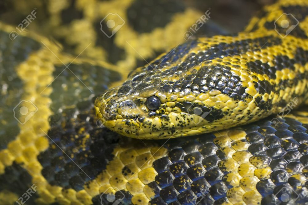 Чёрная змея с жёлтыми пятнами