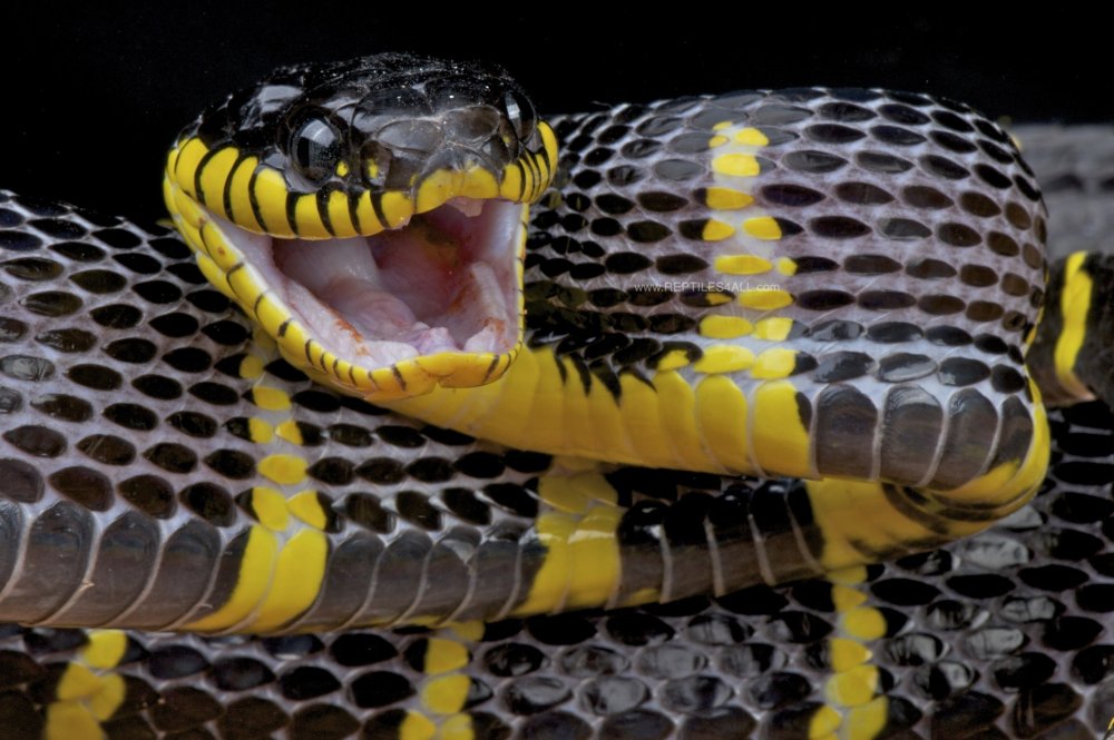 Флаг либертарианства