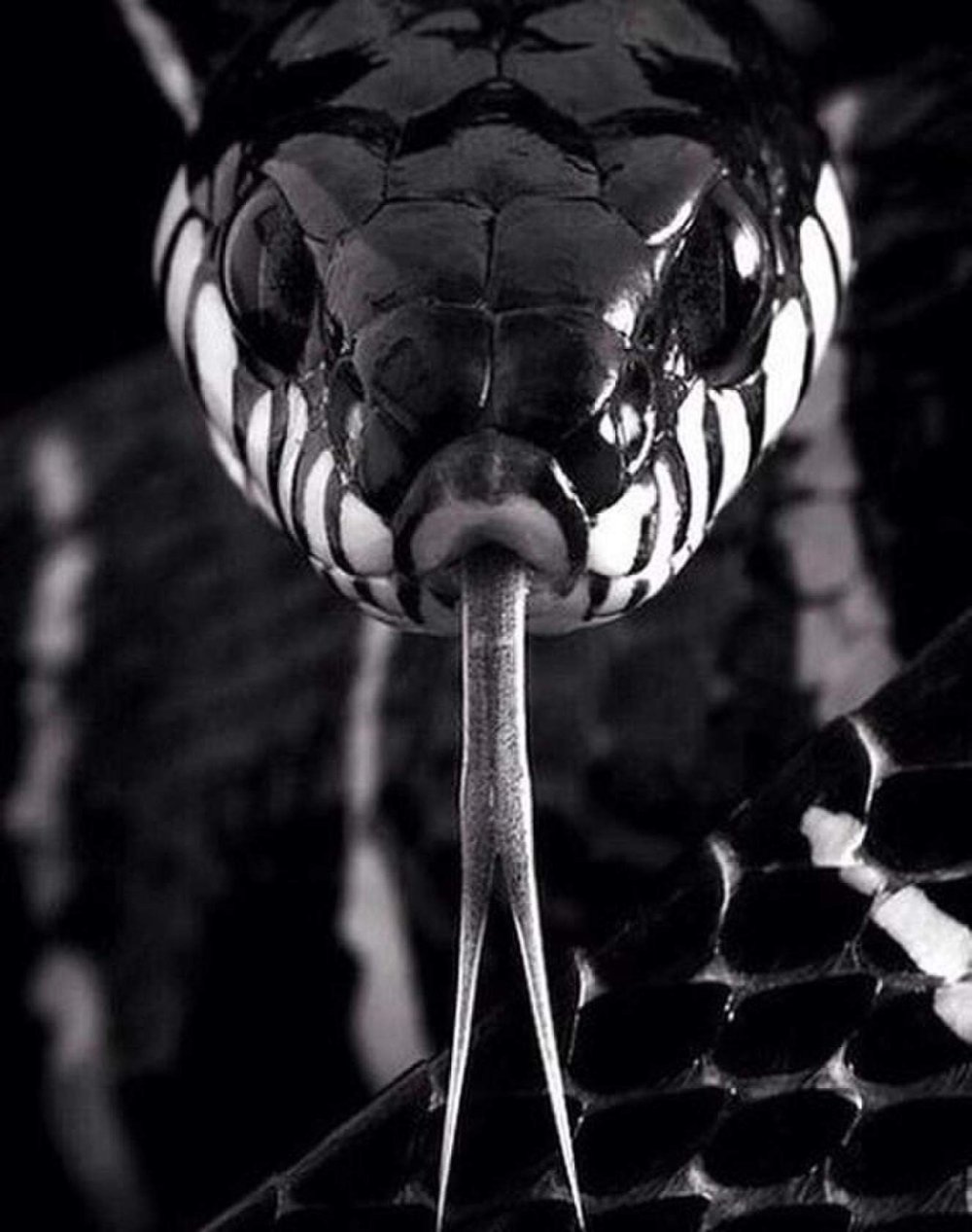 Гадюка черная с желтыми пятнами