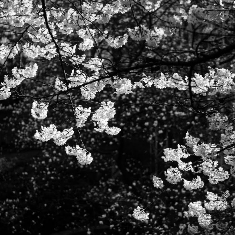 Сакура чёрно белая