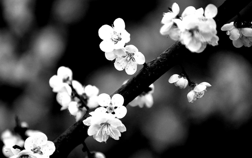 Ветка Сакуры