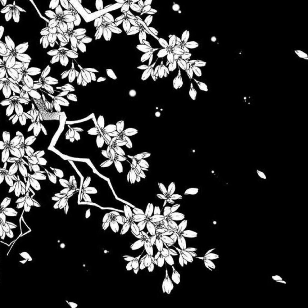 Белая Сакура на черном фоне