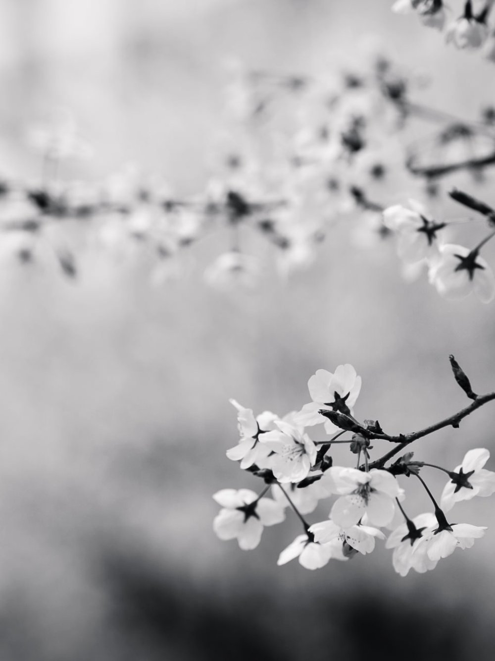 Цветущая Сакура белая