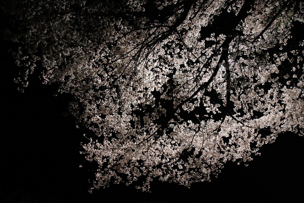 Сакура на темном фоне