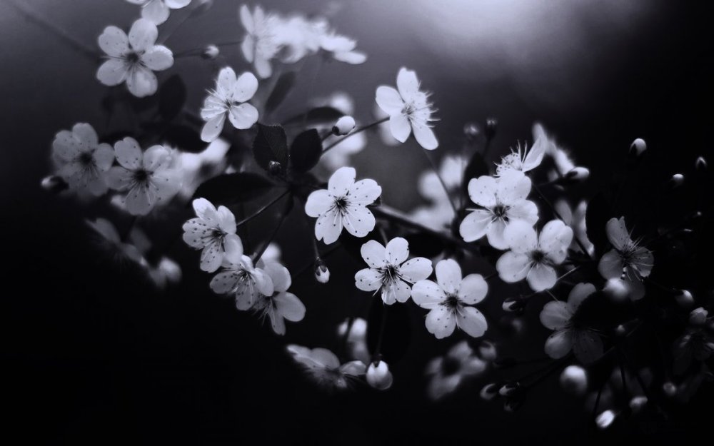 Ветка Сакуры на черном фоне