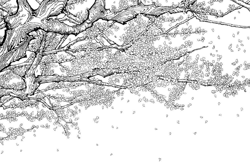 Раскраска Сакура дерево