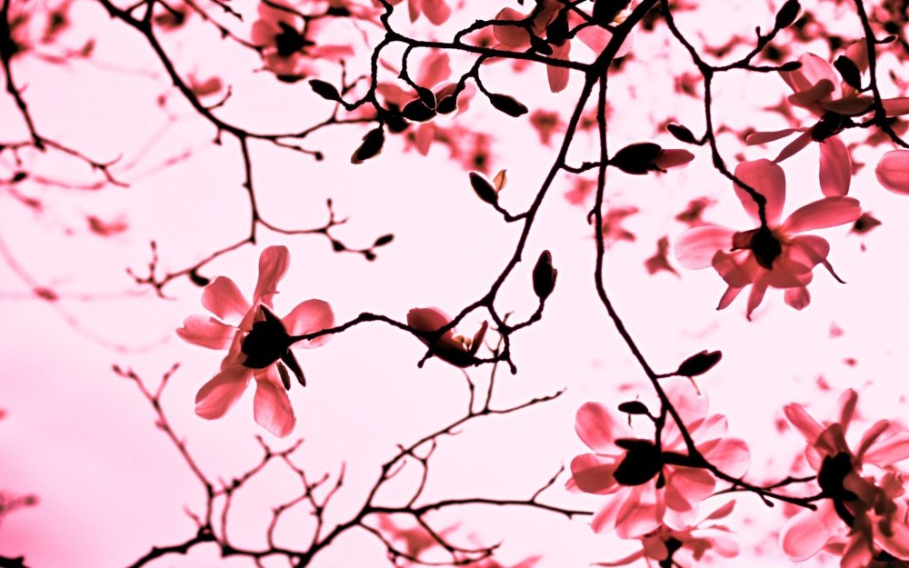 Ветка Сакуры фон