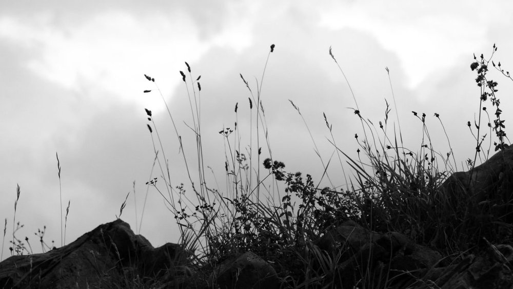 Черная трава