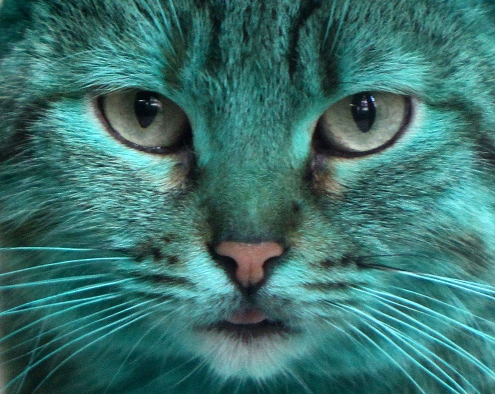 Бирюзовый кот