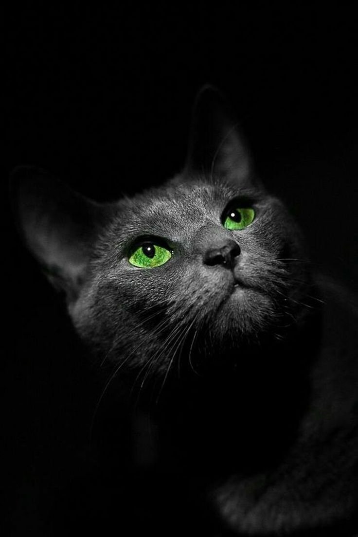 Чёрная кошка с зелёными глазами зевает