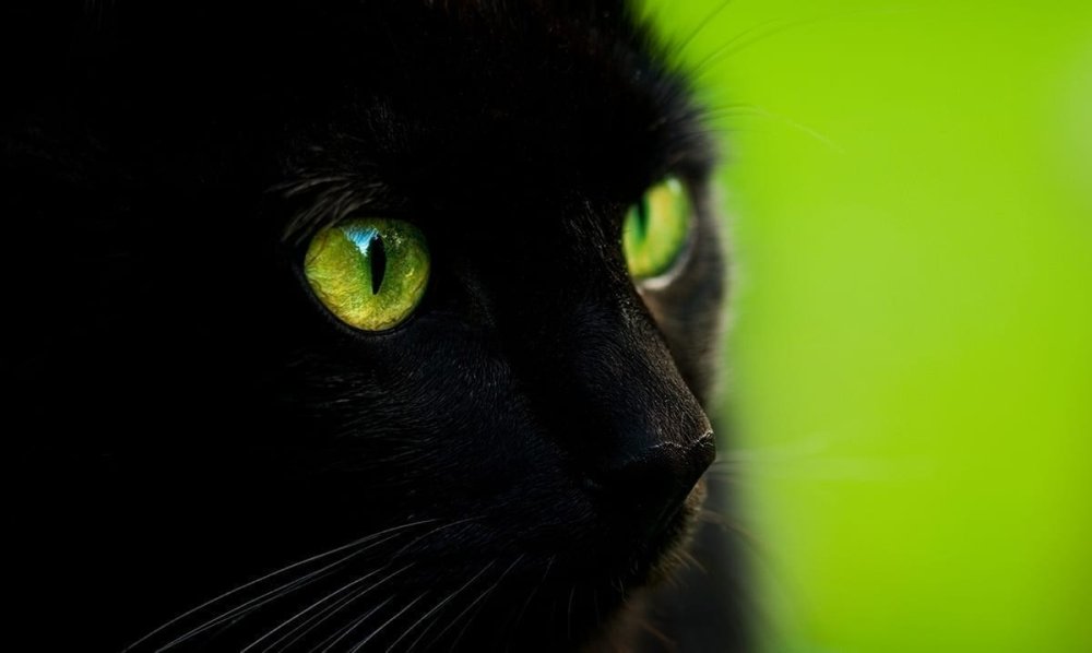 Черная кошка на зеленом фоне