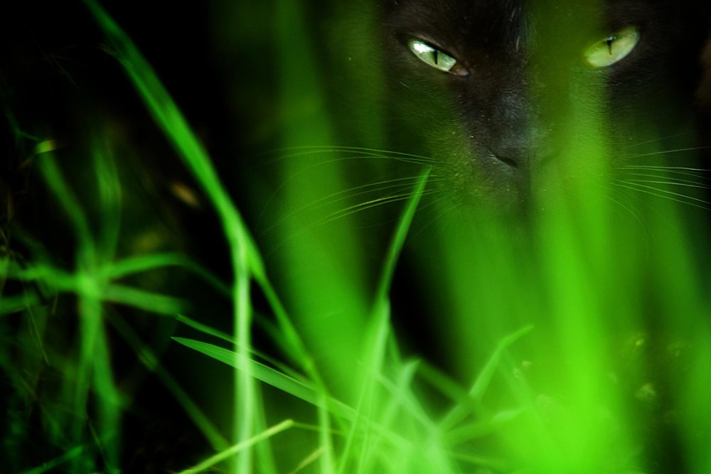Кошачьи глаза в темноте