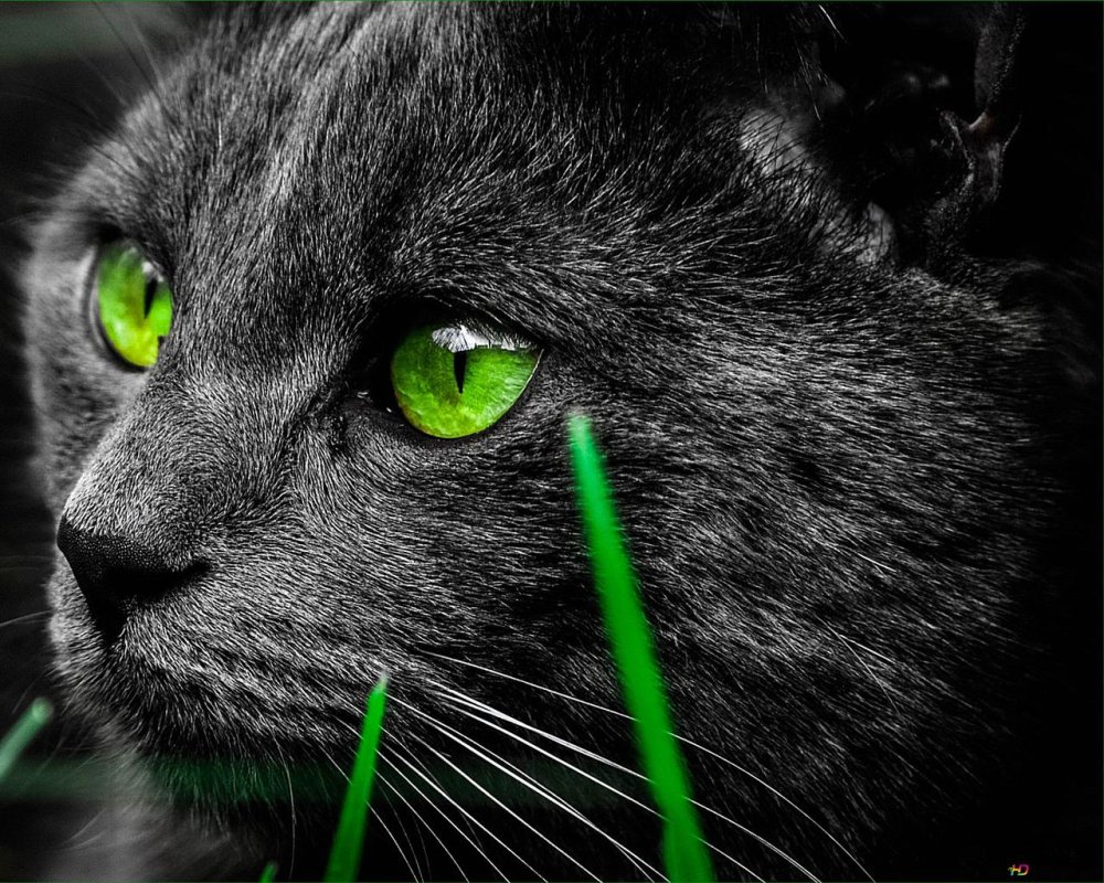 Фото чёрной кошки с зелёными глазами на чёрном фоне