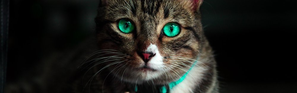 Бирюзовая кошка