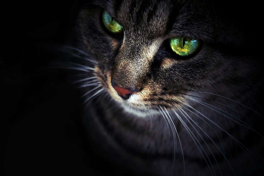 Кот с зелеными глазами