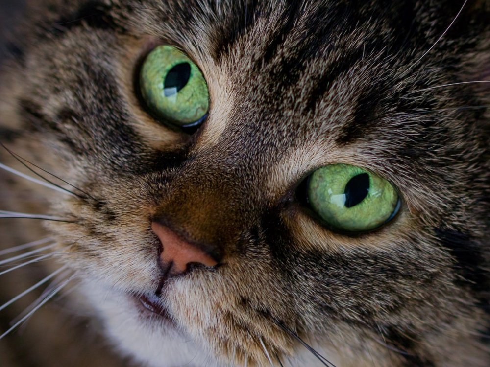 Коты с зелеными глазами