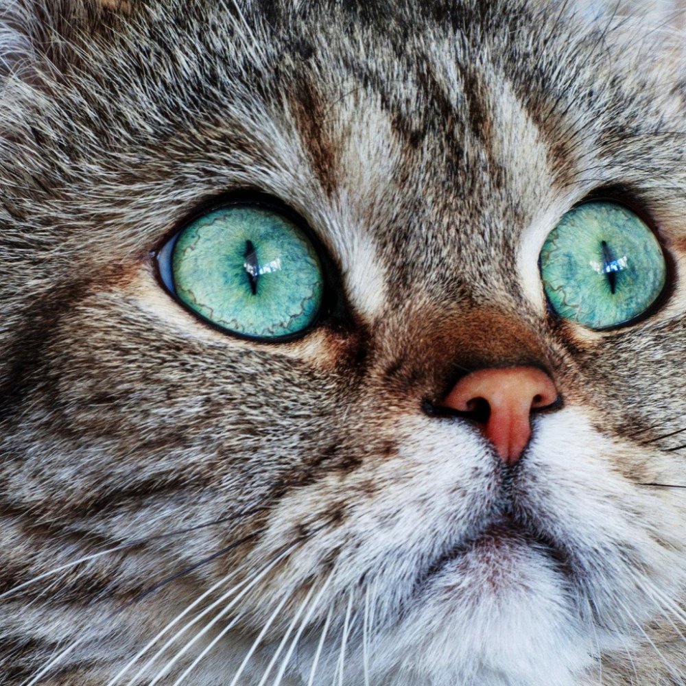 Изумрудный цвет глаз у кошек