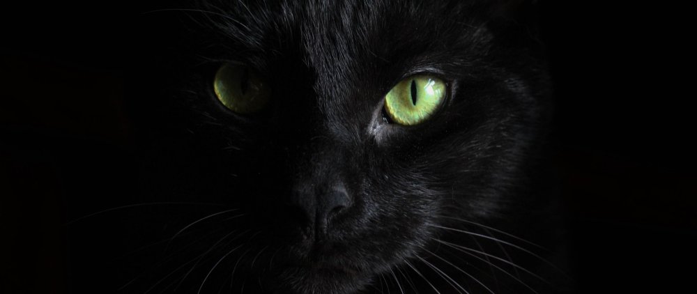 Черная кошка на черном фоне
