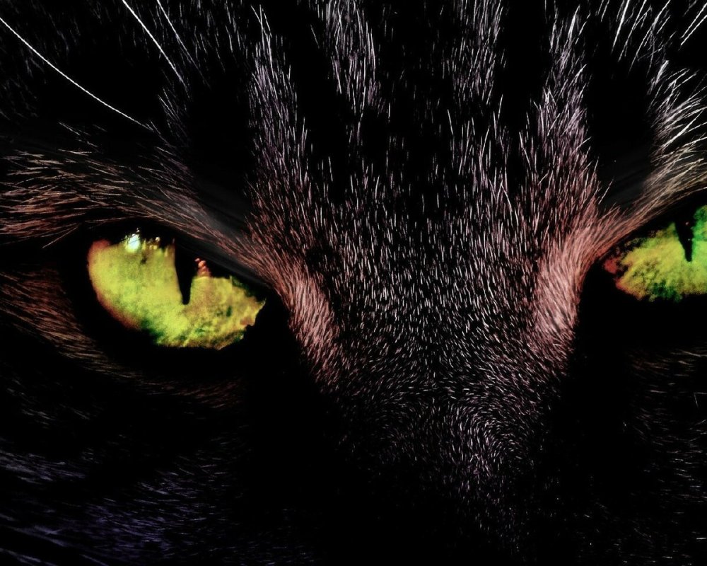 Кошка с зелеными глазами