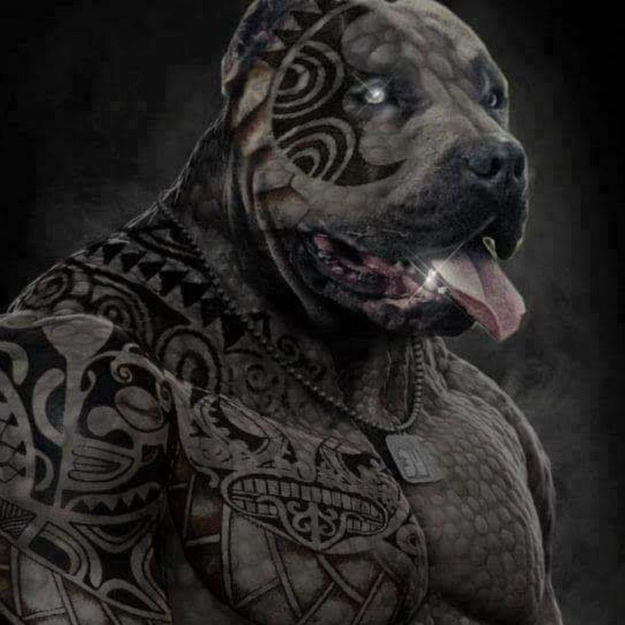 Авы питбуля