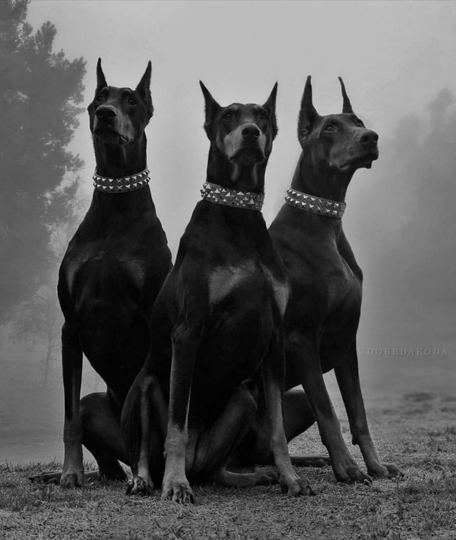 Пацанские картинки с животными