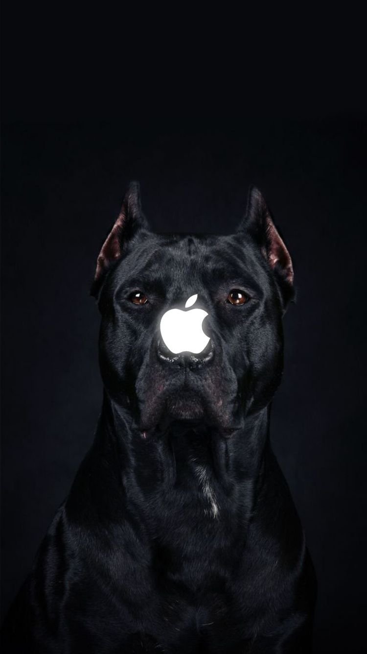 Питбуль обои на телефон