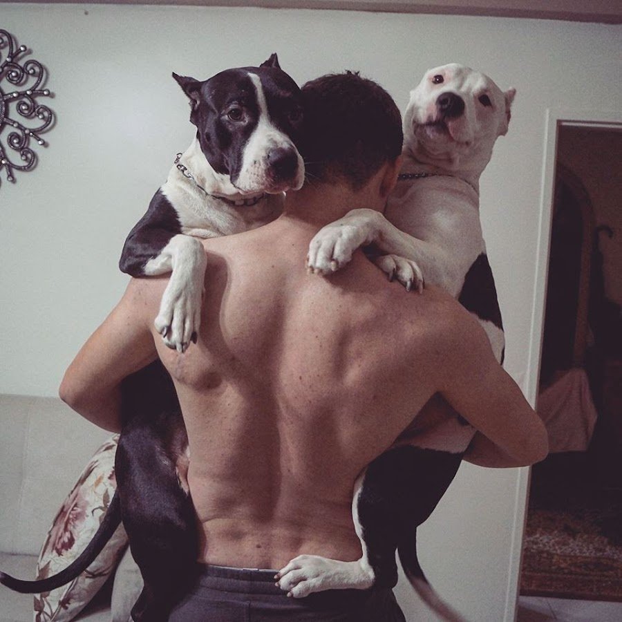 Парень с питбулем