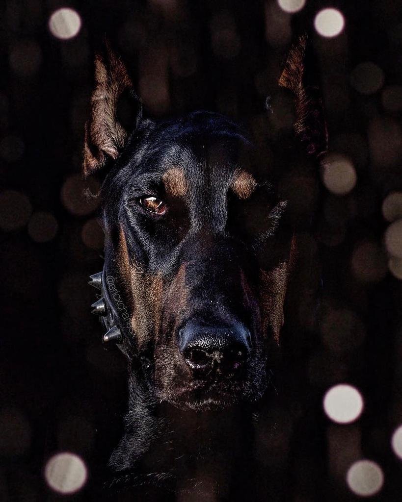 Доберман злой