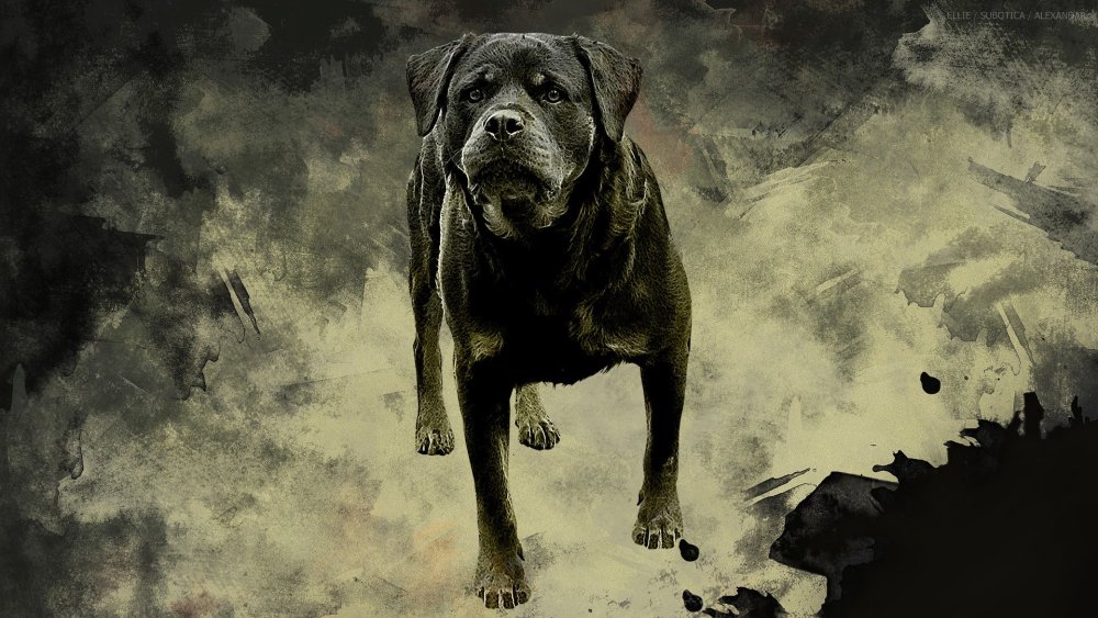 Собака на темном фоне