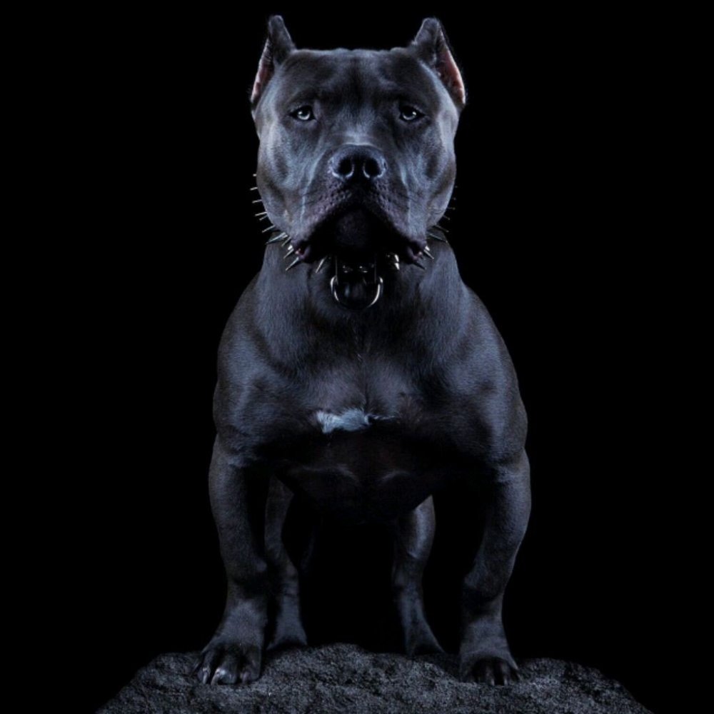Питбуль черный злой