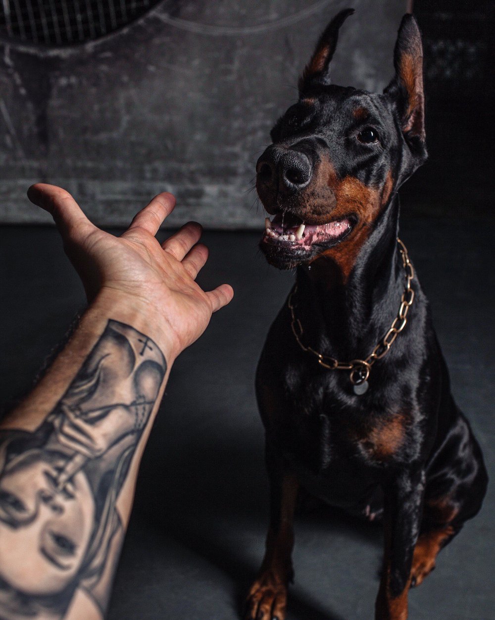 Груминг добермана