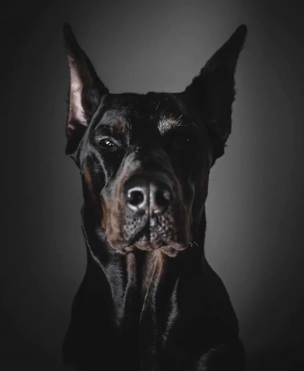 Собака Доберман черный злой
