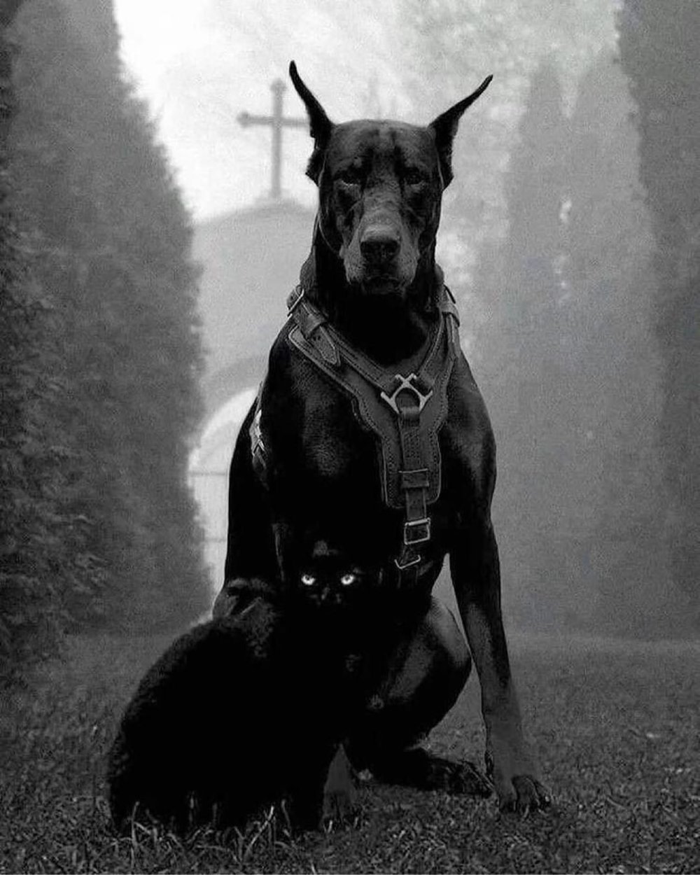 Доберман собака демон