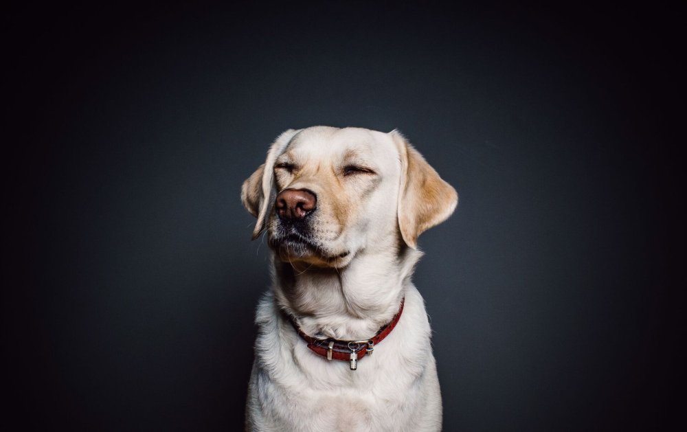 Лабрадором Дрейком