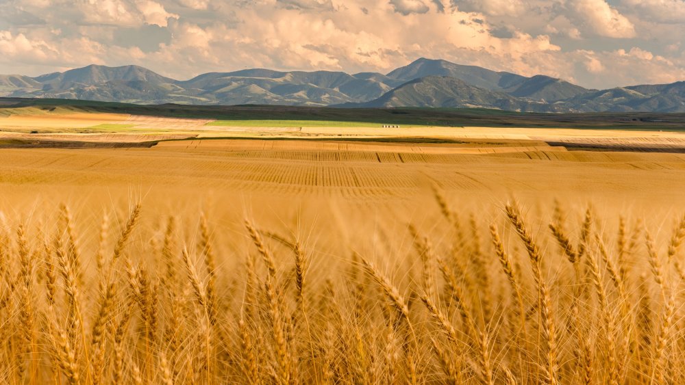 Пшеница Алтай