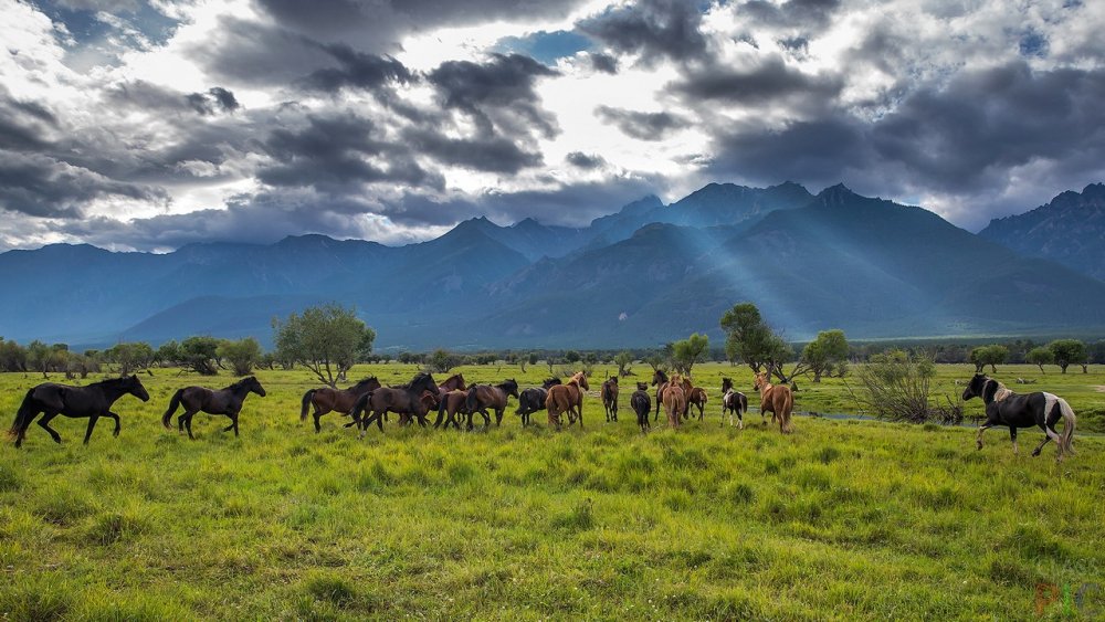 Тункинская Долина лошади