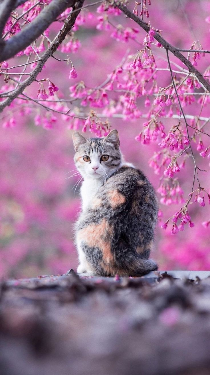 Весна и котики