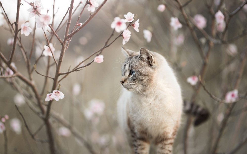 Весна и котики