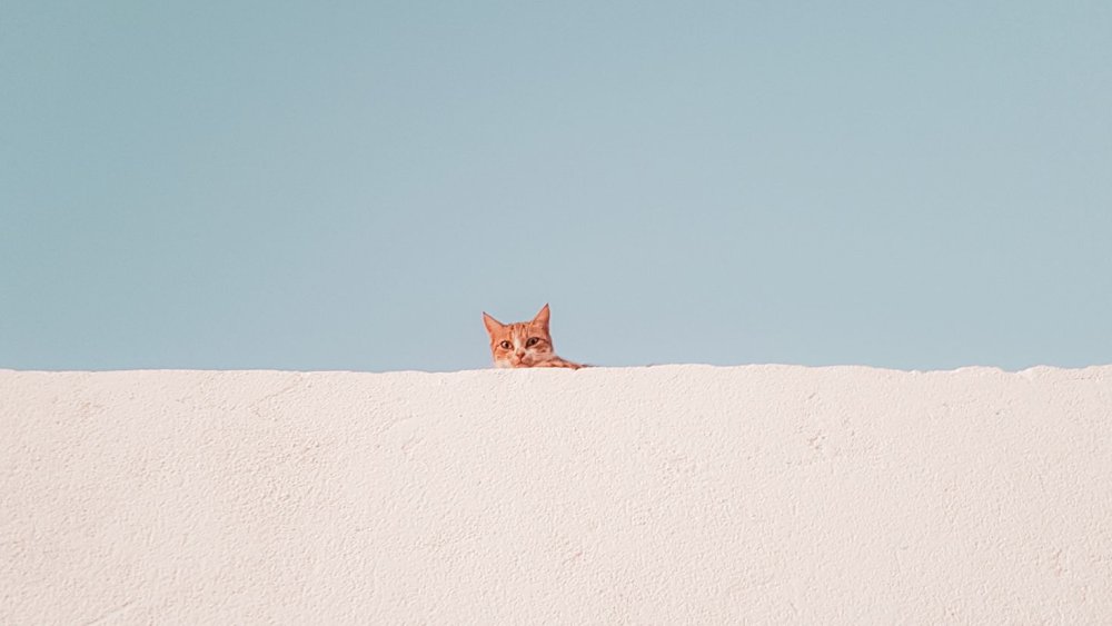 Минимализм животные