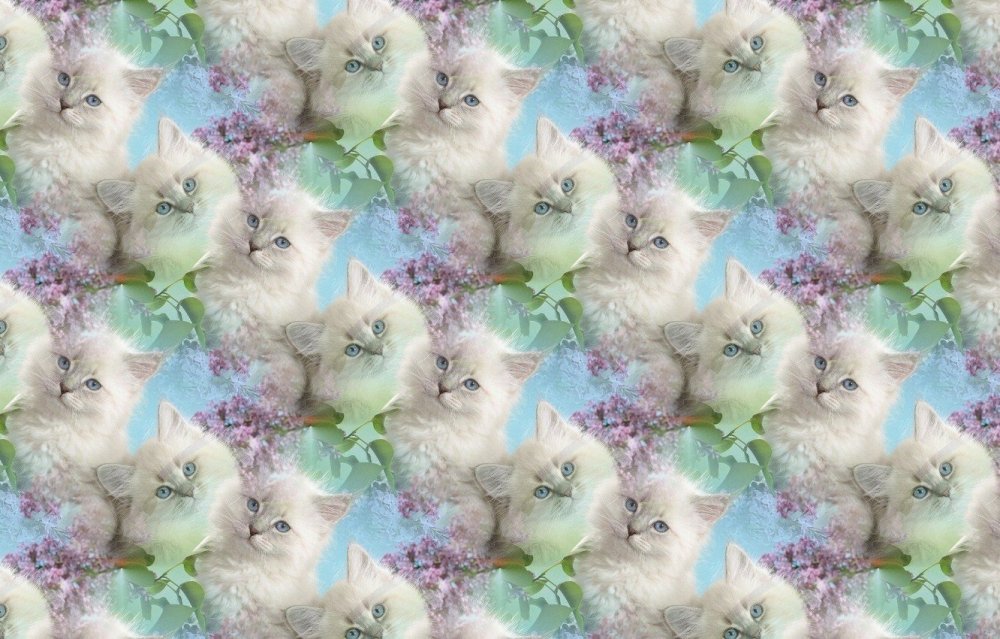 Красивый фон с котиками