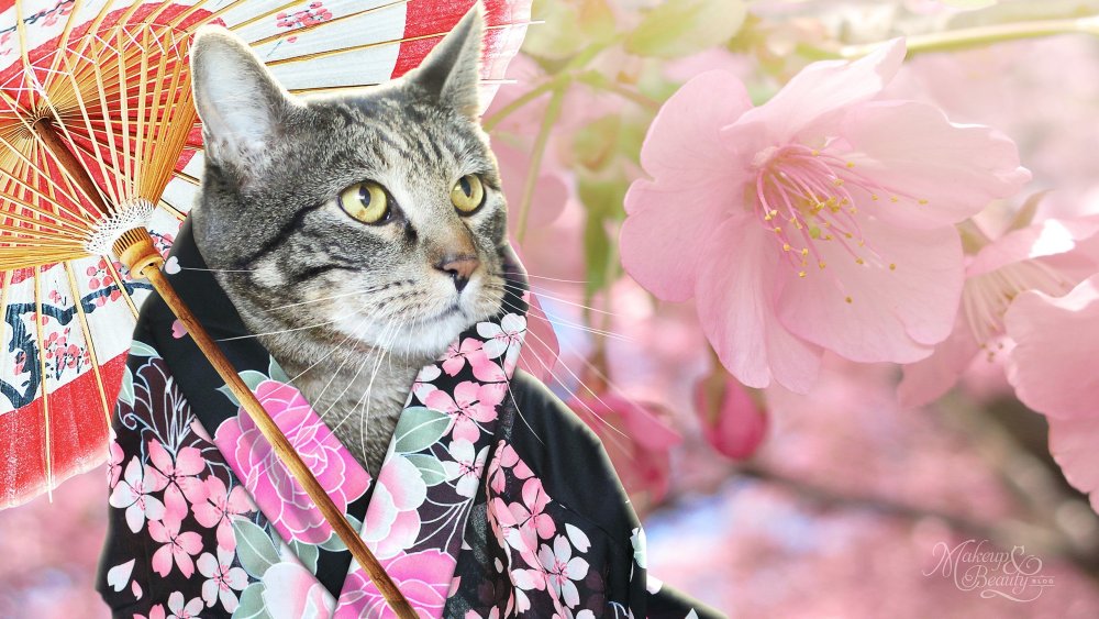 Сакура кошечка