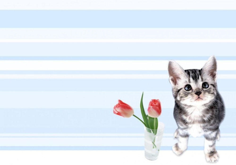 Красивый фон с котятами