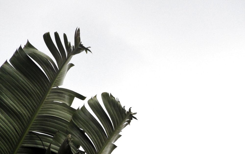 Листья Эстетика