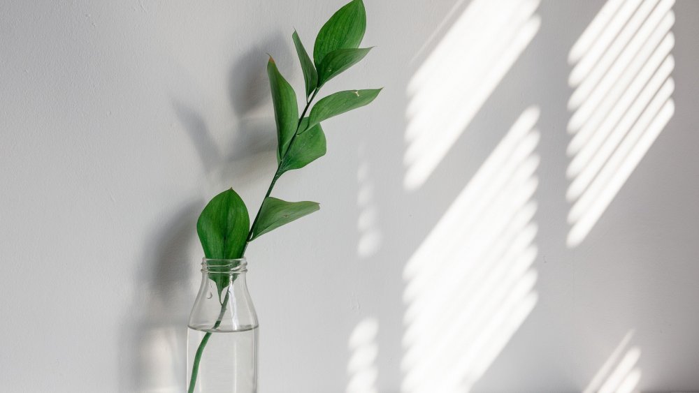 Зелень Минимализм