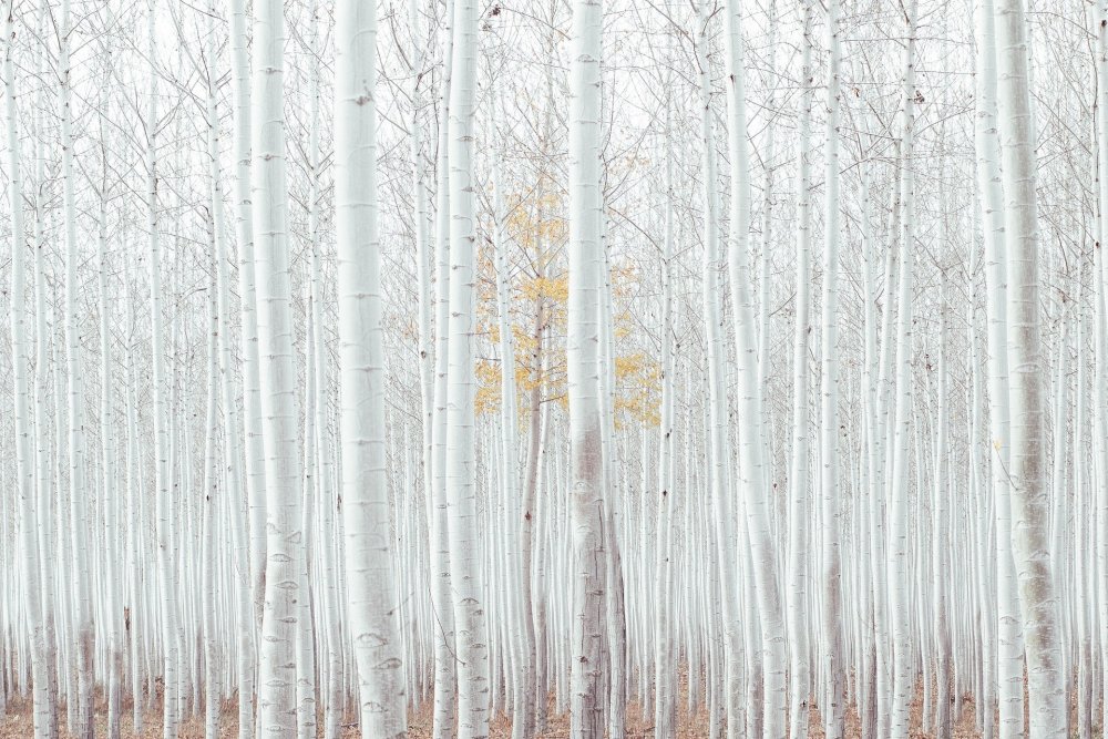 White Birch (белая береза)
